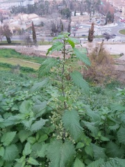 Urtica pilulifera
