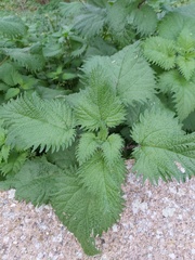 Urtica pilulifera