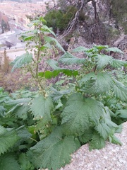 Urtica pilulifera
