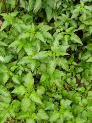 Urtica dioica