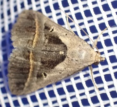 Acantholipes trimeni