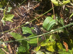 Melanophryniscus stelzneri