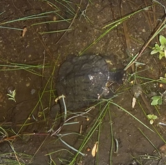 Hydromedusa tectifera