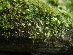 Lachnum subvirgineum