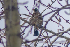 Turdus pilaris