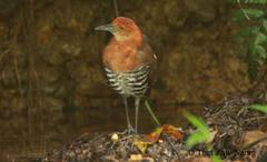 Rallina eurizonoides