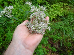 Eupatorium fortunei