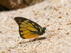 Prioneris thestylis