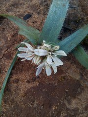 Allium chamaemoly chamaemoly