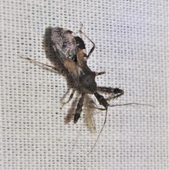 Sinea spinipes