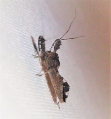 Sinea spinipes