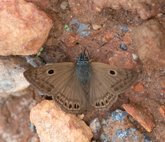 Ocella monophthalma