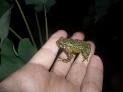 Rhinella veraguensis