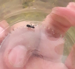 Erlacda argentinensis