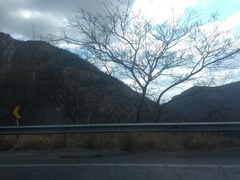 Anadenanthera colubrina cebil