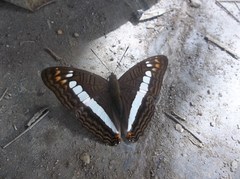 Adelpha alala