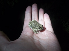 Pleurodema marmoratum