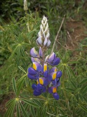 Lupinus
