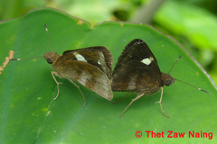 Notocrypta paralysos