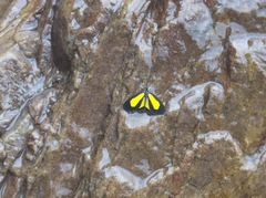 Cyllopodini