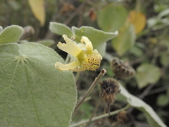 Abutilon ibarrense