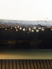 Lachnum subvirgineum