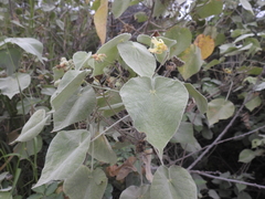 Abutilon ibarrense