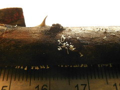 Lachnum subvirgineum