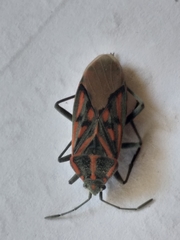 Spilostethus crudelis