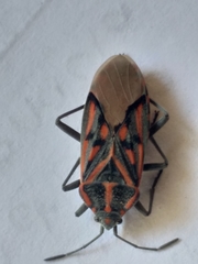 Spilostethus crudelis