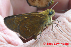 Polytremis lubricans