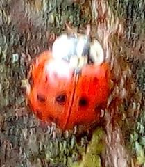 Harmonia axyridis