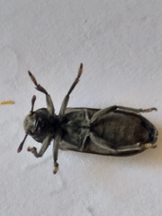 Rhipiceridae