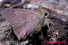 Hasora anura