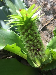Eucomis montana