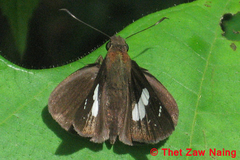 Notocrypta feisthamelii