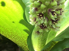 Eucomis montana