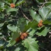 Quercus dentata - Photo (c) Chuangzao, algunos derechos reservados (CC BY-NC), subido por Chuangzao
