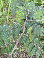 Mimosa asperata