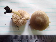 Pluteus plautus