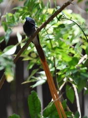 Terpsiphone viridis plumbeiceps