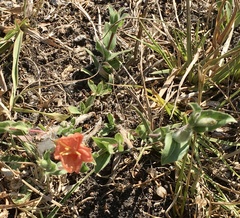 Oenothera parodiana