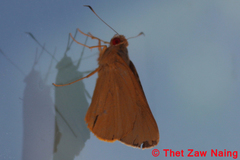 Xanthoneura corissa