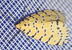 Alytarchia amanda