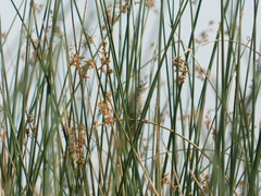 Spartonoica maluroides