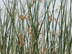 Spartonoica maluroides