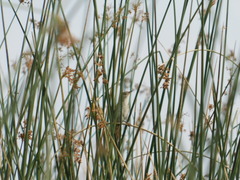 Spartonoica maluroides