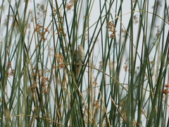 Spartonoica maluroides
