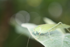 Phaneroptera