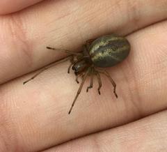 Cheiracanthium erraticum